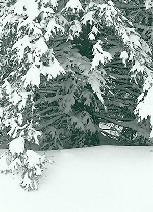 Snow in pine